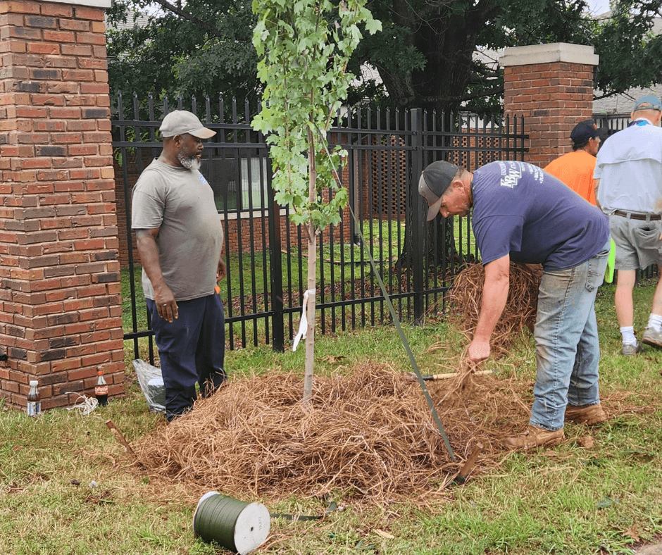 Volunteer in a blue T-shirt spreads pine straw around a newly staked sapling while a bearded man in a tan cap looks on, brick pillars and iron fence behind