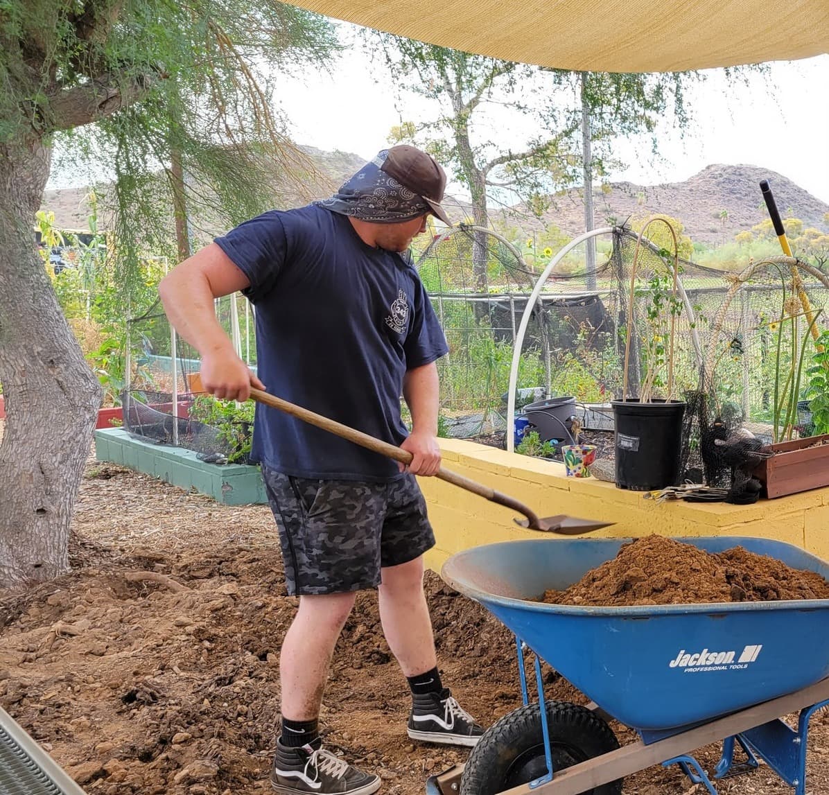 Man in a navy shirt and bandana under a ball cap shovels dirt into a blue wheelbarrow in a desert garden with sunflowers and a mountain behind