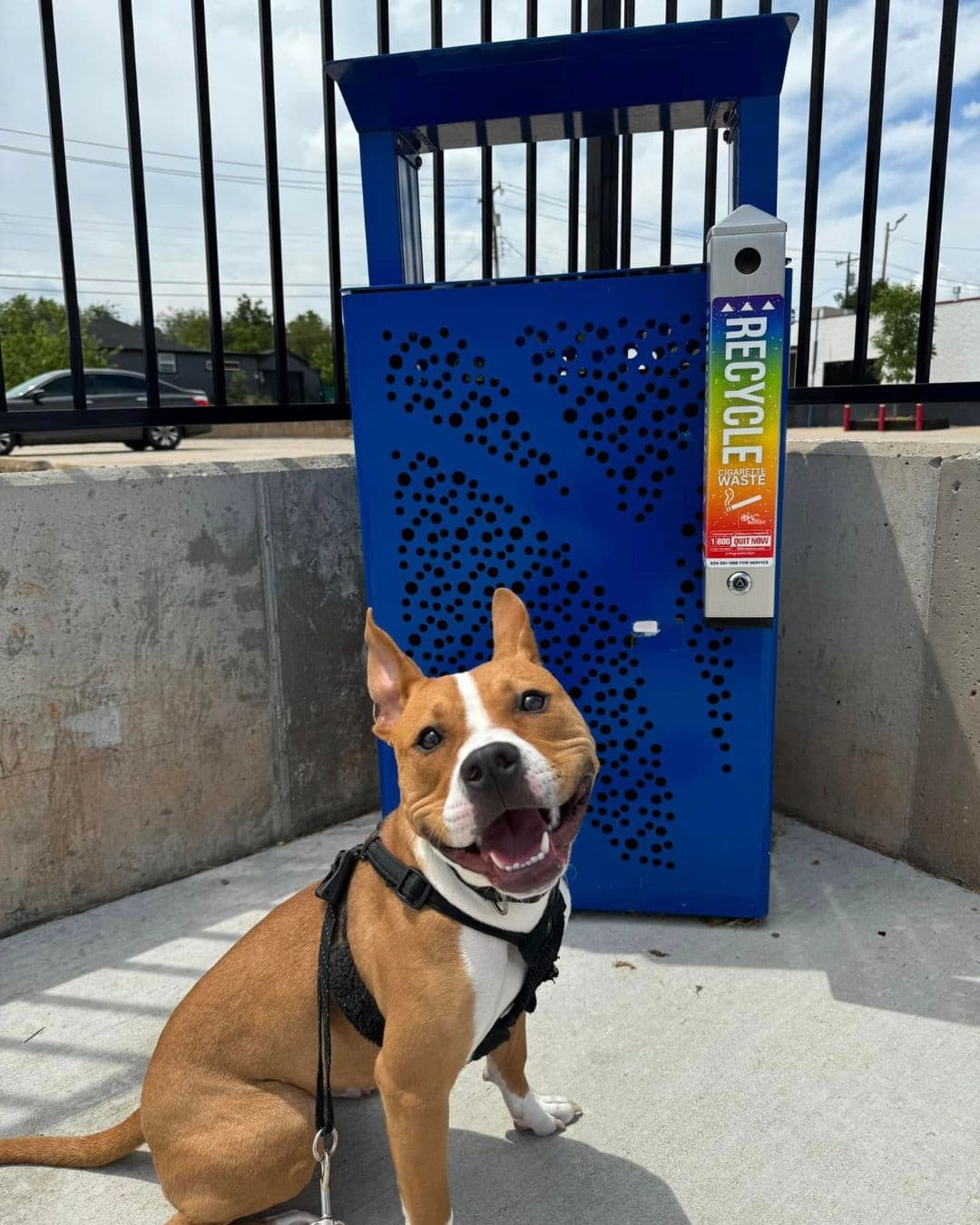 A tan-and-white dog in a black harness sits on a concrete pad in front of a blue perforated metal bin. A slim receptacle bolted to the fence beside it carries a rainbow decal reading RECYCLE CIGARETTE WASTE with a 1-800-QUIT-NOW line.