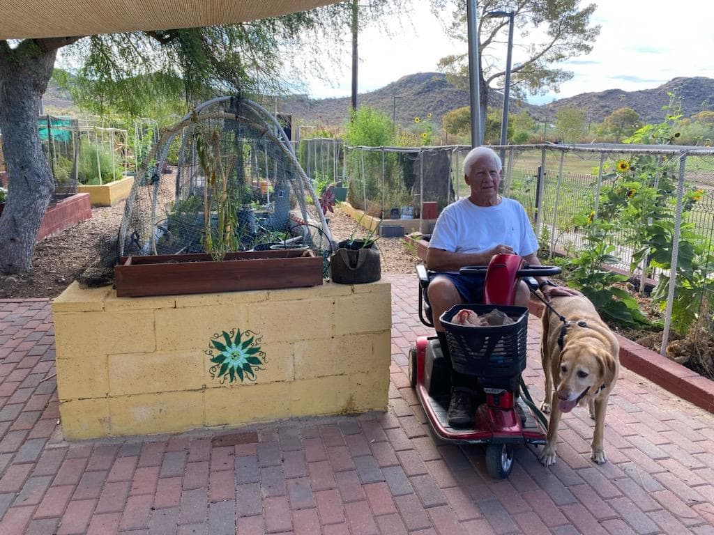 White-haired man on a red mobility scooter with a yellow labrador on a leash beside a raised planter bed on a brick garden path