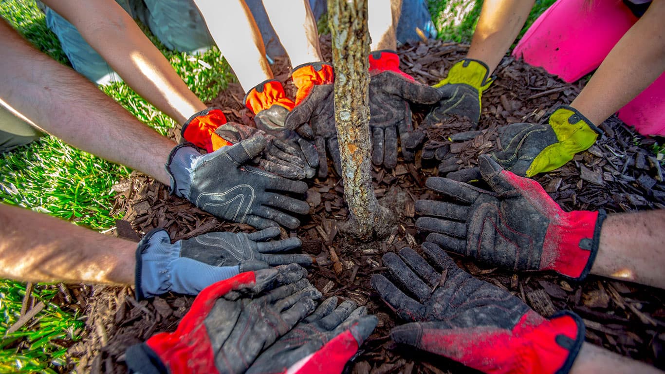 Overhead close-up of eight gloved hands in red, orange, grey and green work gloves reaching in to pat down bark mulch in a circle around the base of a slender young tree, with grass at the edges.