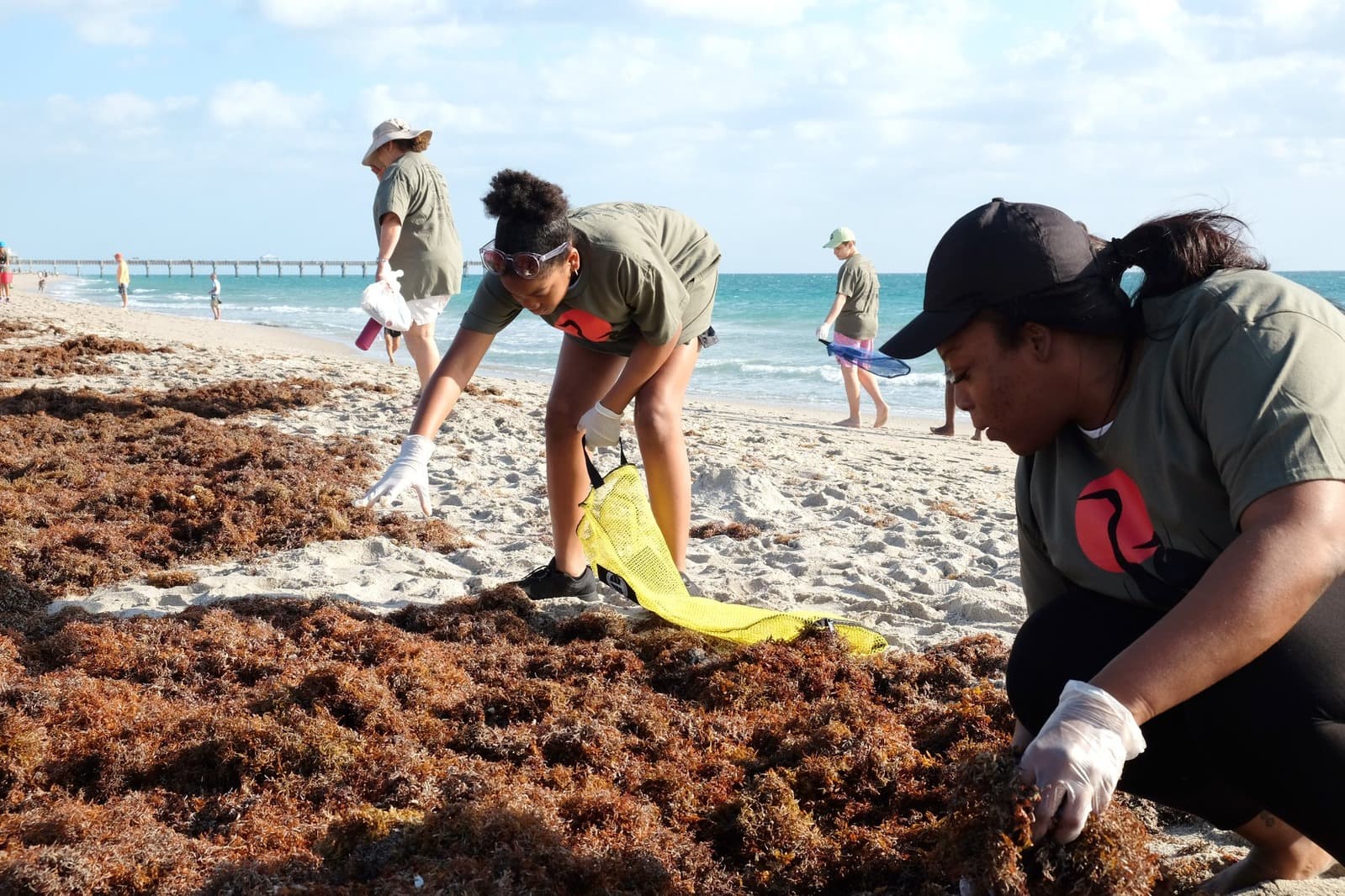 Volunteers in olive-green t-shirts pick through a thick band of brown seaweed on a sandy beach beside turquoise surf; a girl bends to fill a yellow mesh bag while a woman in a black cap kneels in the weed at right, with a pier in the distance.